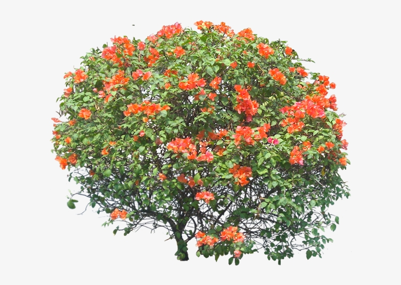 2 M - Bougainvillea Spectabilis Png, transparent png