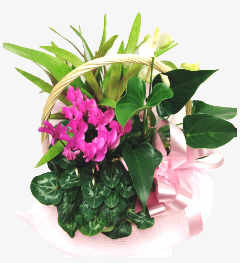 Basket Of Plants - Bougainvillea, transparent png