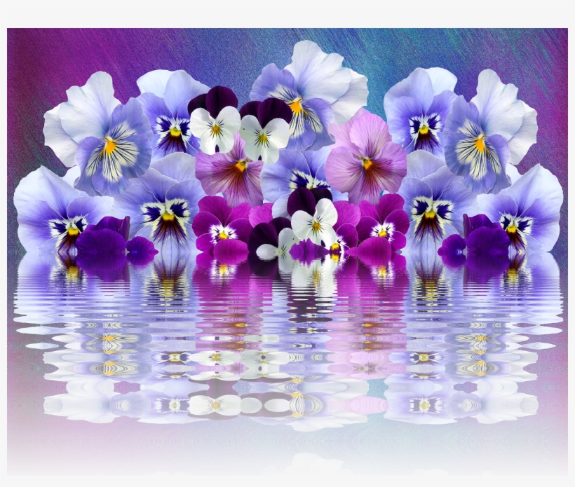 Pansy Violaceae Garden - Pansy, transparent png