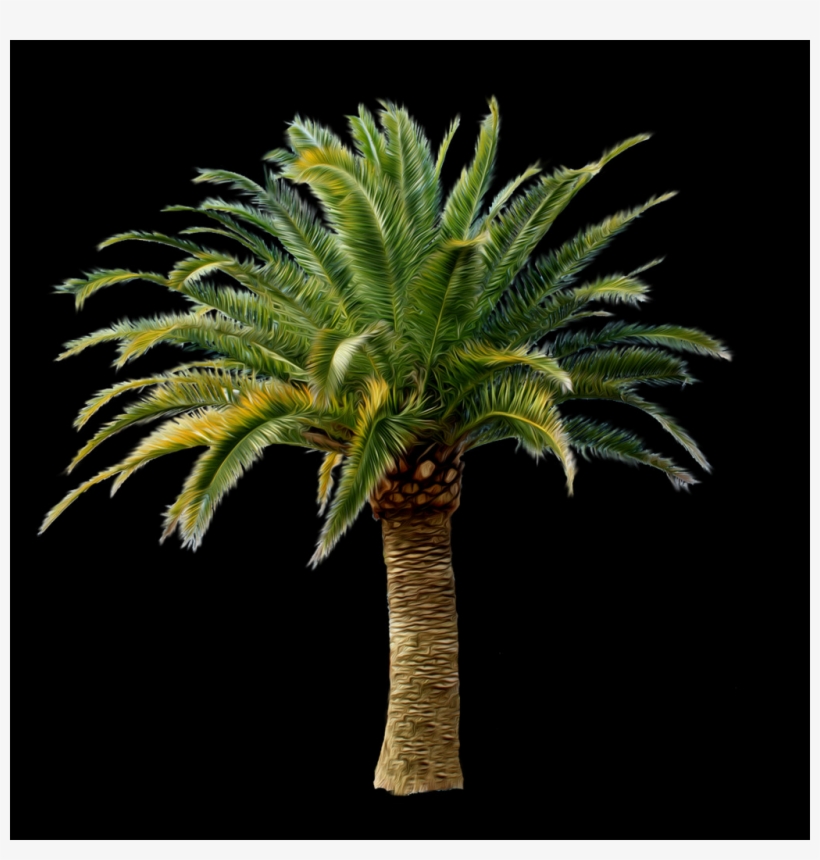Palm Tree, Free Pngs - Attalea Speciosa, transparent png