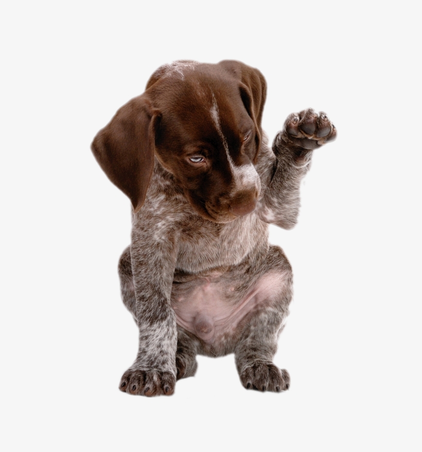 Chiens Psy Naši Domáci Miláčikovia, Pes Mačka, Psíky, - German Shorthaired Pointer Gif, transparent png