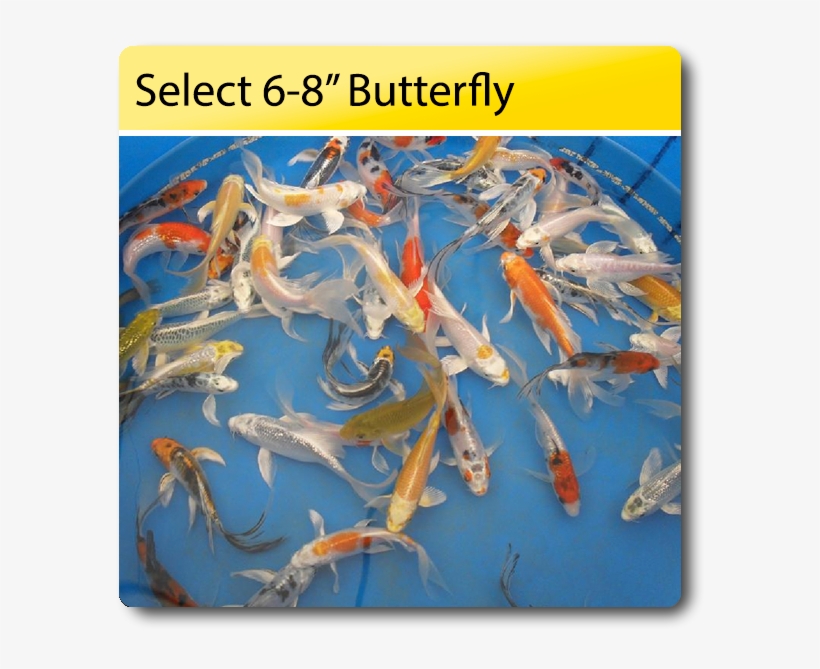 Select 6 8 Butterfly Koi 6 8 Select Butterfly Koi [sb68] - Butterfly, transparent png
