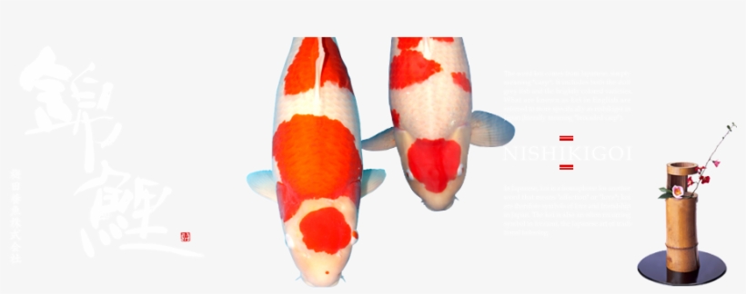 Umeda Koi Farm - Feeder Fish, transparent png