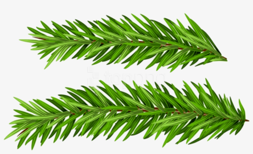 Free Png Pine Branches Set Png Images Transparent - Christmas Tree, transparent png