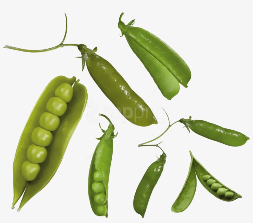 Free Png Pea Png Images Transparent - Verdura Parecida A Los Guisantes, transparent png