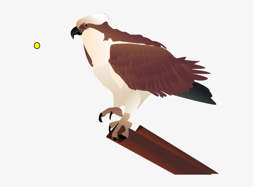 Bird Clipart - Osprey Clipart, transparent png