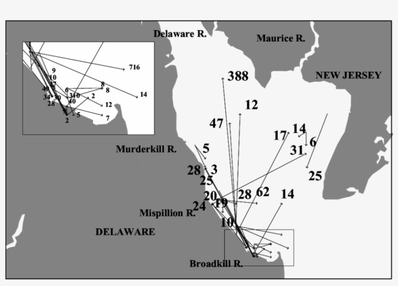 Delaware Bay Sandbar Shark Tag-release And Recapture - Map, transparent png