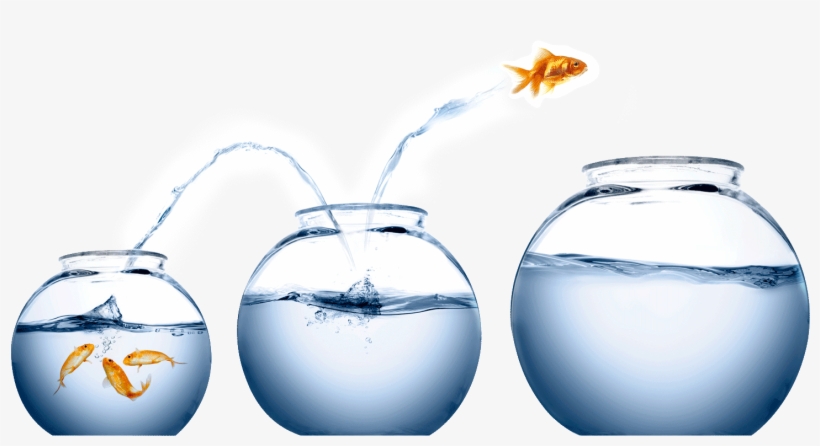 It's Easy To Treat Wealth A Bit Like Being A Koi In - People Development, transparent png