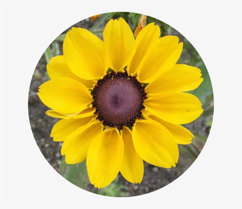 Mesaexif On The Mac App Store - African Daisy, transparent png