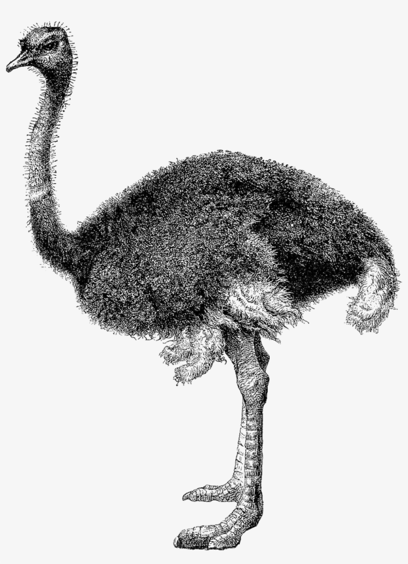 Ostrich Clip Art Black And White - Ostrich Black And White, transparent png