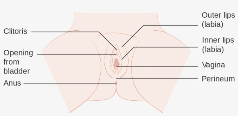 Diagram, transparent png