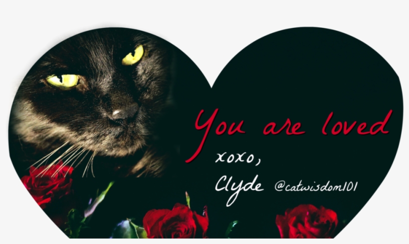 Cropped-red Roses Clyde Catwisdom101 - Black Cat, transparent png