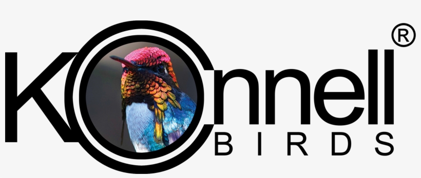 Hummingbird, transparent png