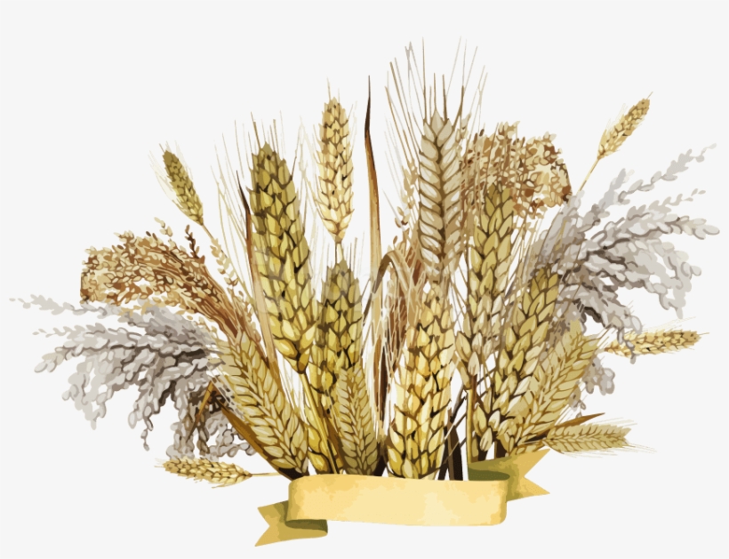 Free Png قمح Png Images Transparent - Millet Png, transparent png