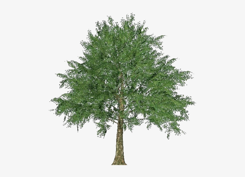 Norway Maple Tree Clipart, transparent png