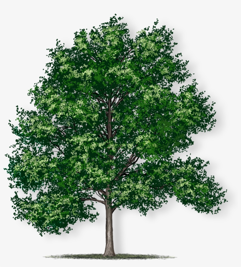 Tree Height - Swamp Chestnut Oak Tree, transparent png