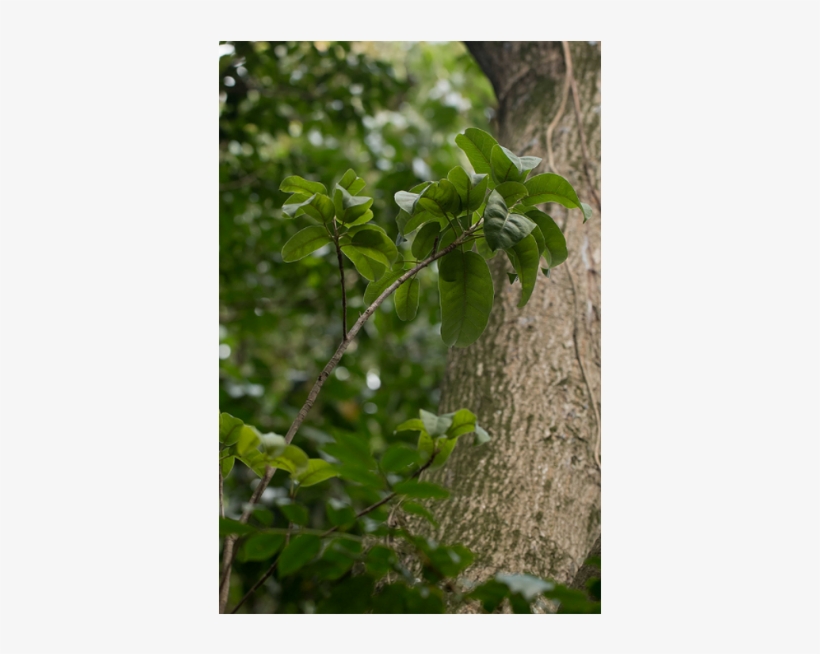 Tolu Balsam Absolute - Ulmus Alata, transparent png