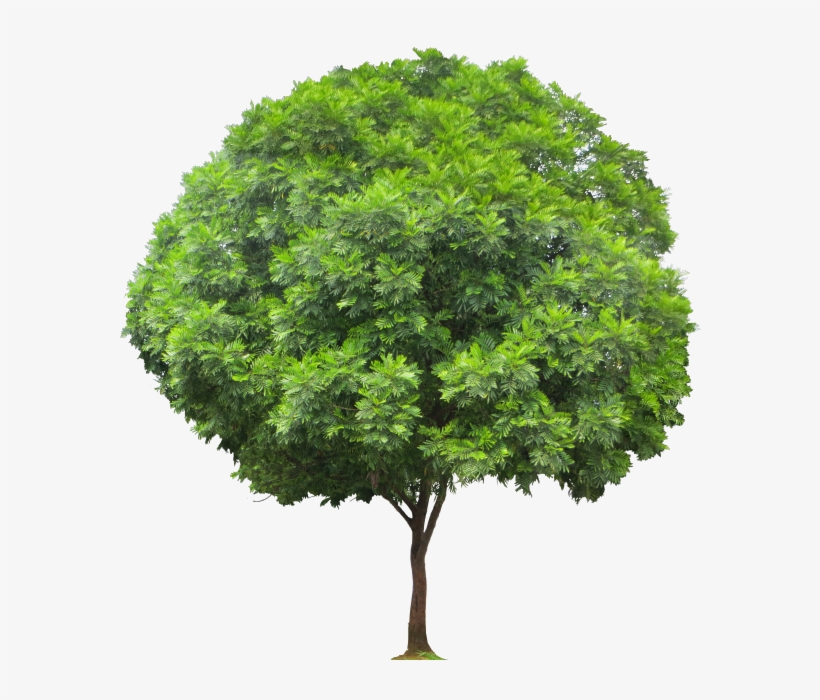 Transparent Png - Trees Do Hardwoods Come, transparent png