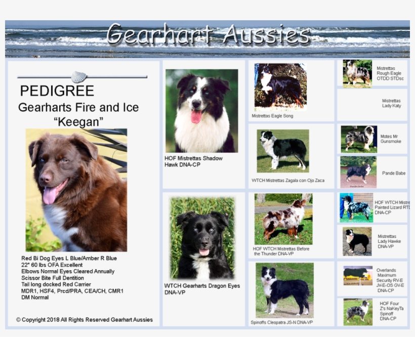 Picture - Border Collie, transparent png