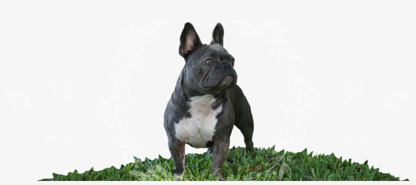 Welcome To - French Bulldog, transparent png