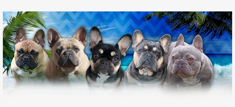 Home - French Bulldog, transparent png