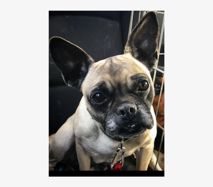Donate To Petrescue - French Bulldog, transparent png