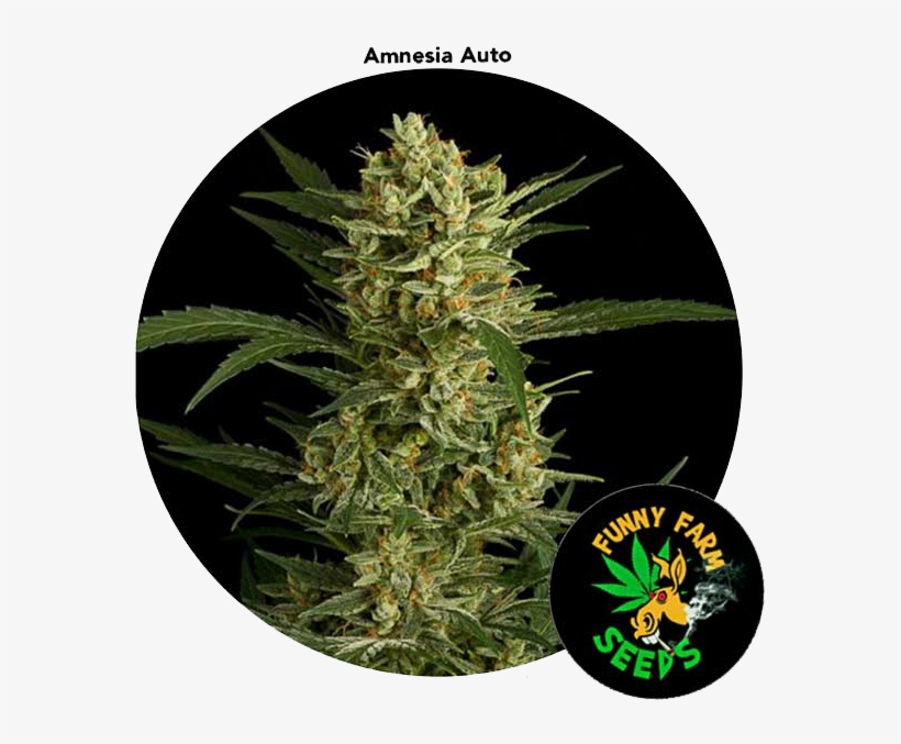 Amnesia Marijuana 3 Seed For Auction - Nasiono Amnesia, transparent png