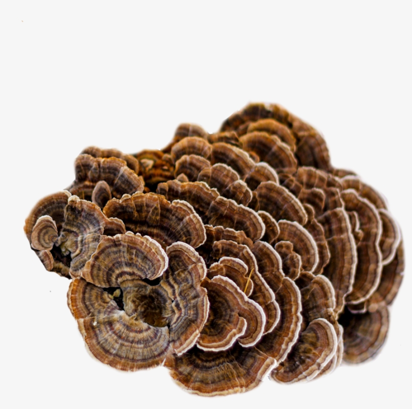Turkey Tail Mushroom Extract - Turkey Tail, transparent png
