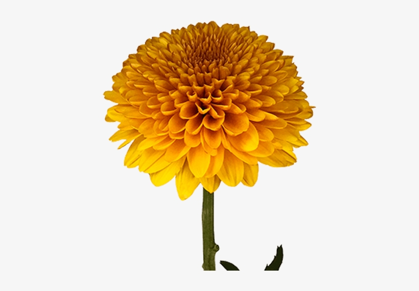 Bronze Paladov - Dahlia, transparent png