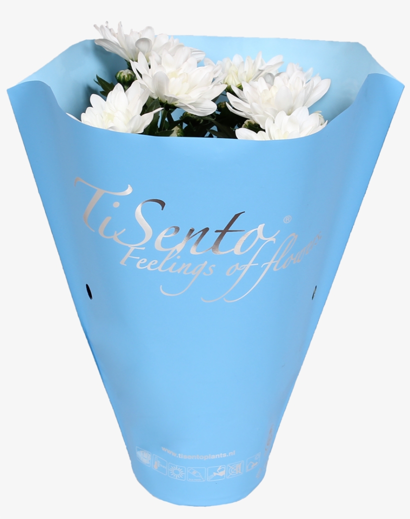 What Is Your Favourite Colour - Chrysanths, transparent png