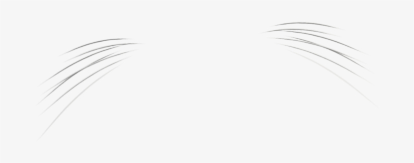 Guitar - White Whiskers Png, transparent png