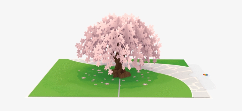 Cherry Blossom Pop Up Card Thumbnail - Cherry Blossom, transparent png