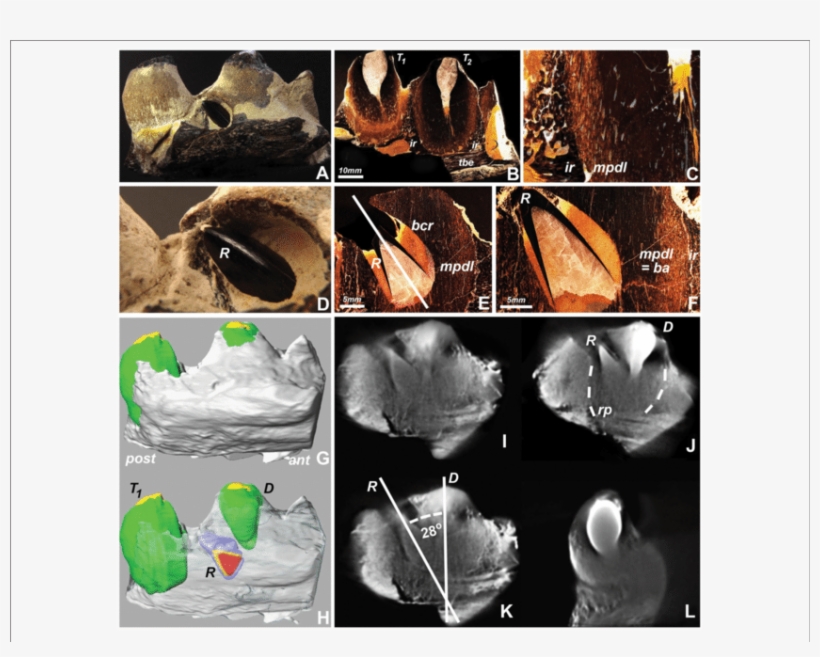 Replacement Tooth Position In A Fossil Mosasaur Jaw - Still Life Photography, transparent png