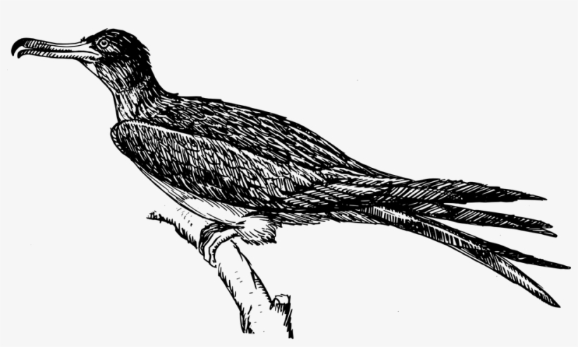 Bird Frigate Feathers - Wild Turkey Clipart Black And White, transparent png