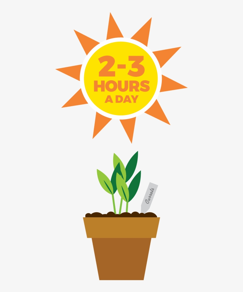 Seedlings Require 2-3 Hours Of Sunlight Daily - Flowerpot, transparent png