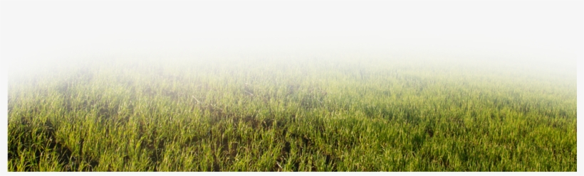 Información De Grupos - Grass, transparent png