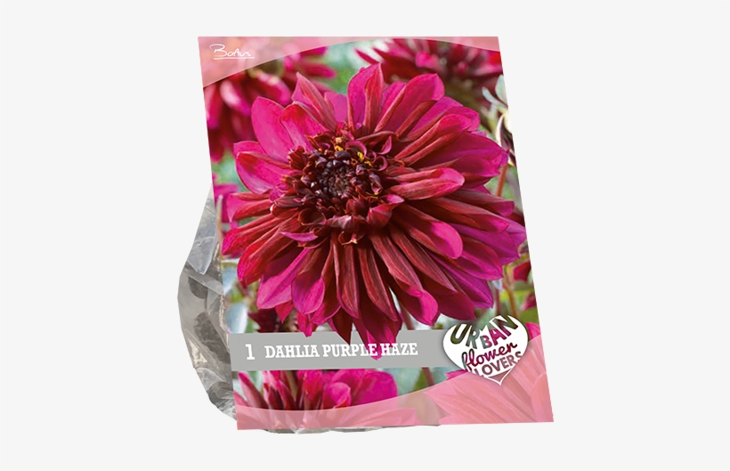7230 Dahlia Purple Haze Per 1 Urban Flowers - Barberton Daisy, transparent png