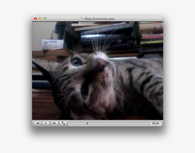 Vlc Plays Avi, Mp4, Flash Video, 3gp, Mkv, And Many - Tabby Cat, transparent png