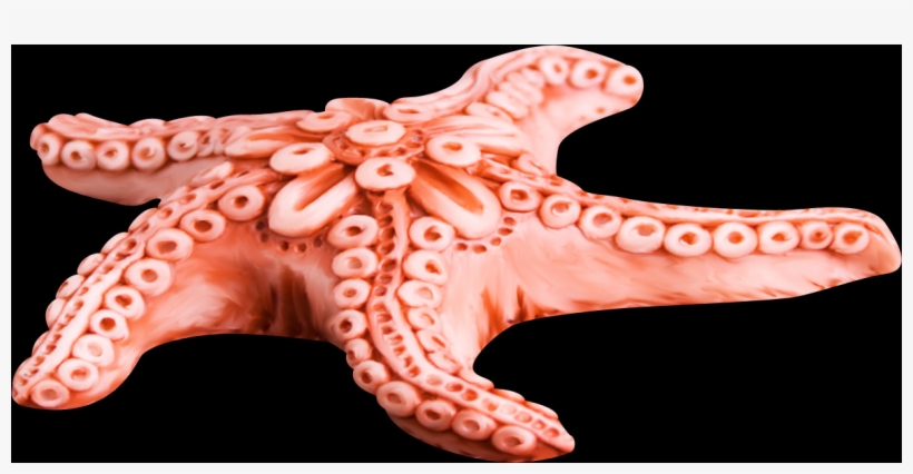 Free Starfish Pngs - Estrela Do Mar Ventosas, transparent png