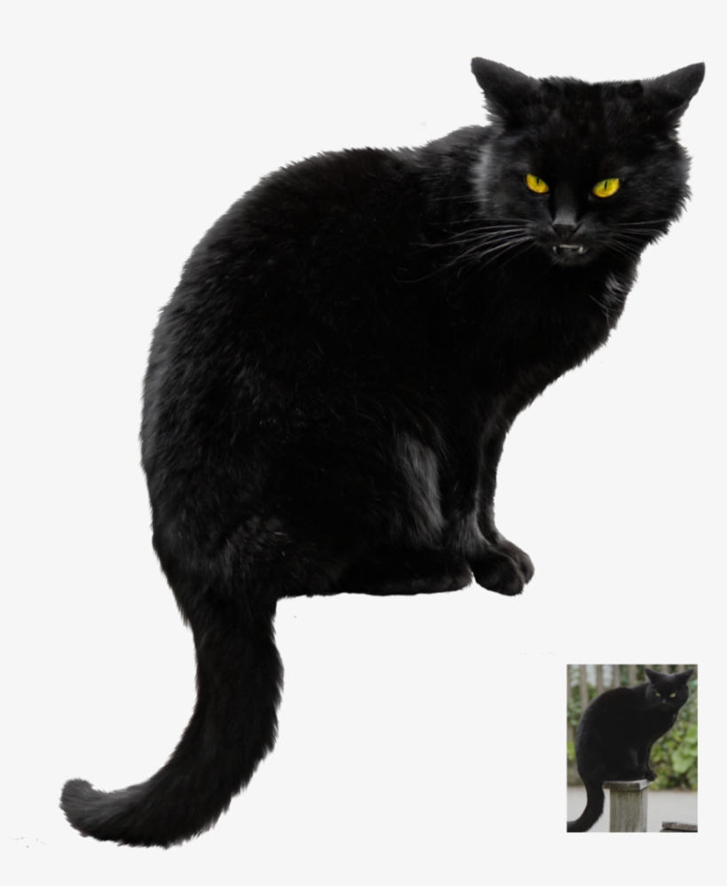 Halloween Black Cat Vector Free Png Photo - Real Black Cat Halloween, transparent png