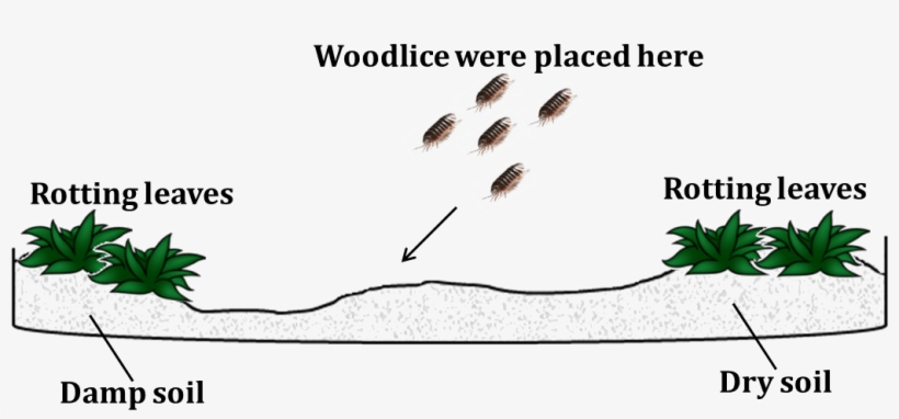 Image Shows Woodlice Are Found Under Pile Ofdamp Rotting - Woodlouse, transparent png