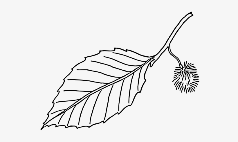 Picture Transparent Download Panda Free Images Leafclipartblackandwhite - Leaf Clip Art Black And White Png, transparent png