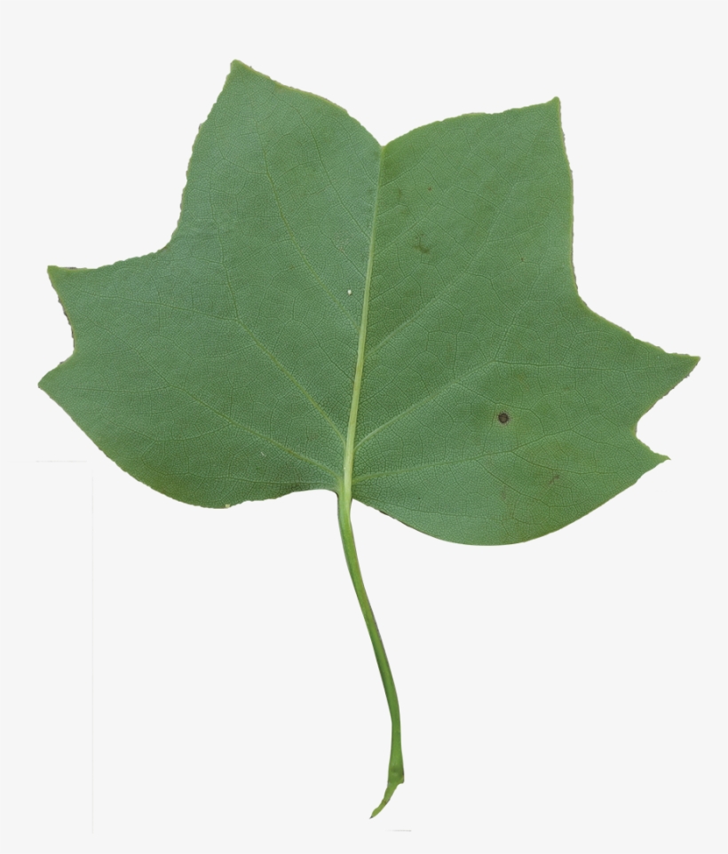 Leaf Clipart Tulip Tree - Tulip Tree Transparent Background, transparent png
