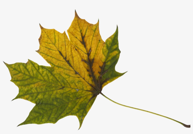 10 Maple Leaves - Maple Leaf, transparent png