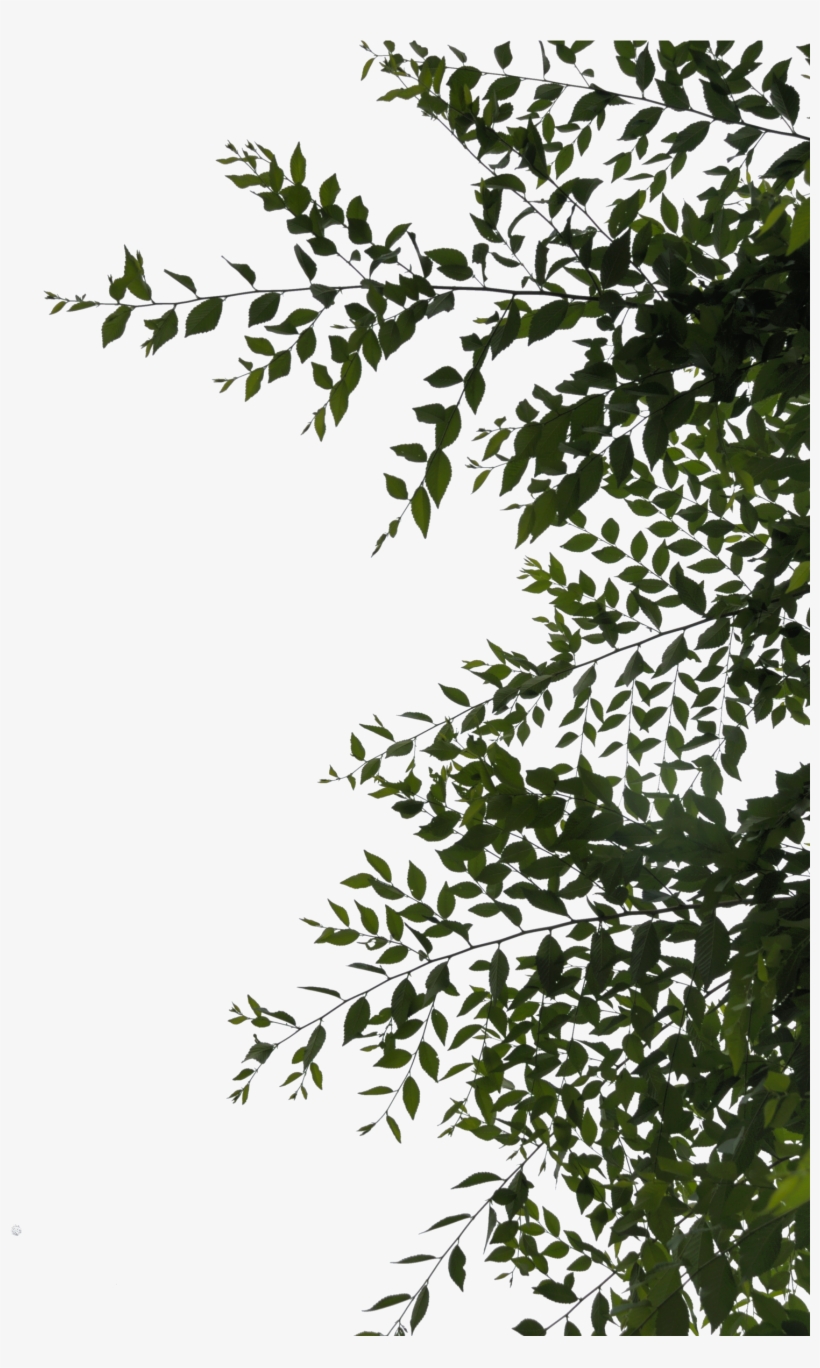Sidebar Or Overhang Leaves Png By Evelivesey - Leaves Png Deviantart, transparent png