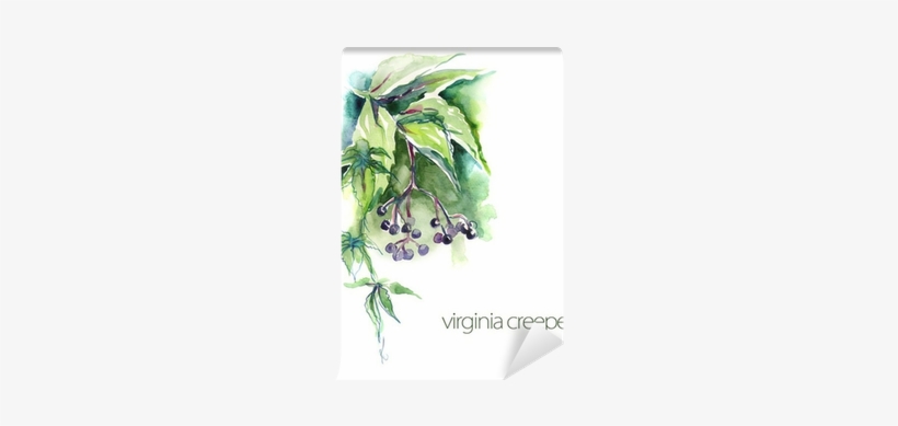 Watercolor Virginia Creeper Twig Wall Mural • Pixers® - Virginia Creeper, transparent png