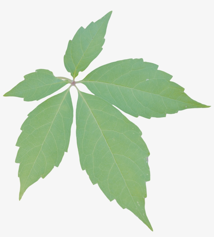 Sweet Birch, transparent png