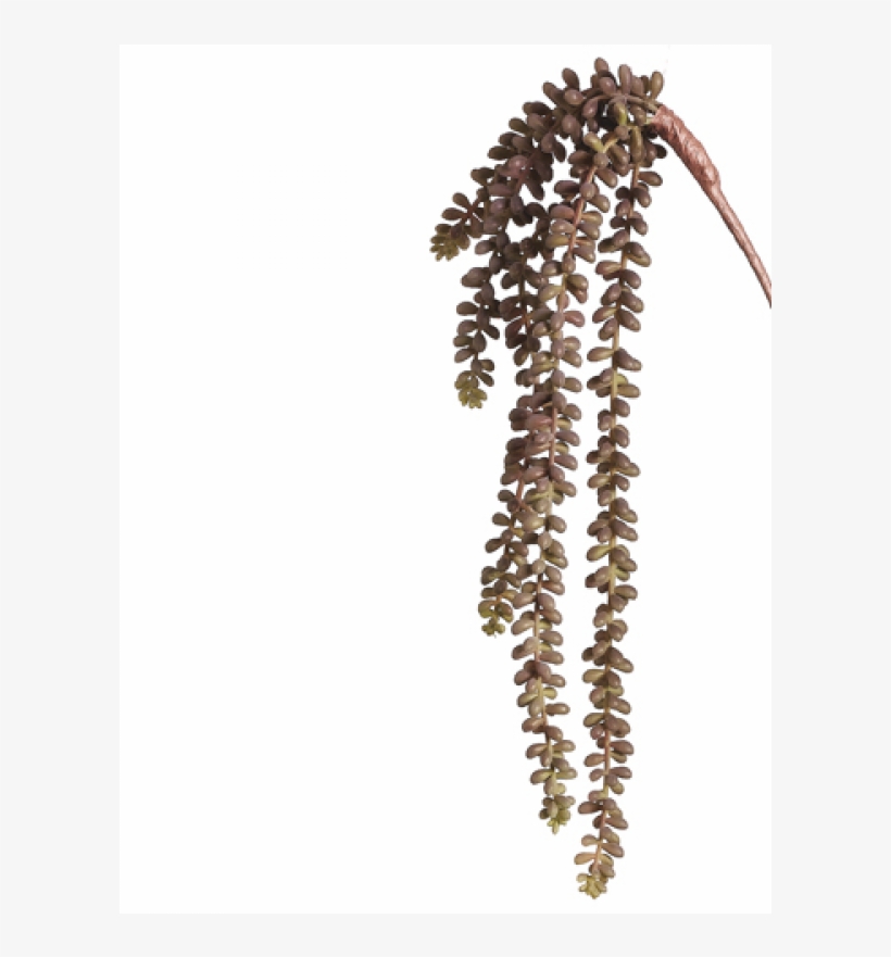19 Sedum Vine Burgundy Green Pack - Silk Plants Direct Sedum Vine - Burgundy Green - Pack, transparent png