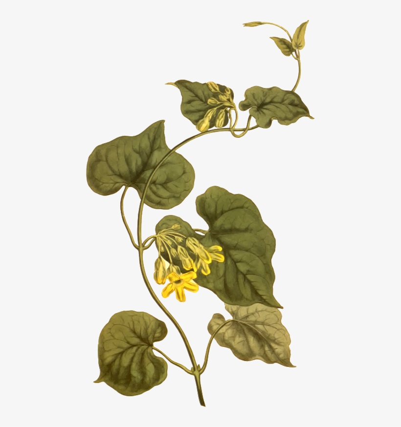 Medium Image - Telosma Cordata Drawing, transparent png