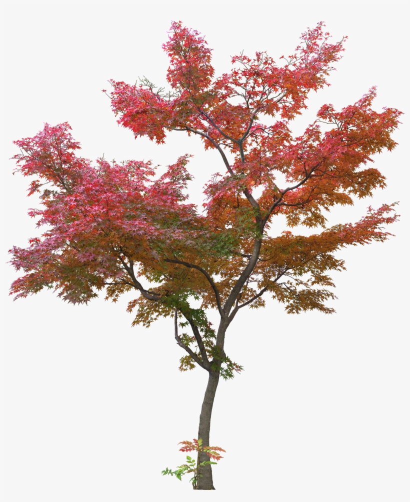 Japanese Tree Leaf Plant - Red Maple Tree Png, transparent png
